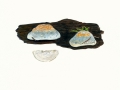 Oligoporus caesius (Schrad.:Fr.) Gilb. & Ryvarden , Blauender Saftporling