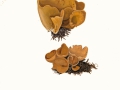 Otidea cochleata (L.) Fuck. , Schnecken-Öhrling