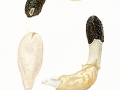 Phallus hadriani  Vent.: Pers. , Dünen-Stinkmorchel