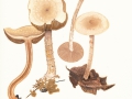 Pholiota lenta  (Pers.: Fr.) Singer , Tonfalber Schüppling