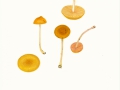 Pluteus leoninus (Schaeff.: Fr.) Kumm. , Löwengelber Dachpilz