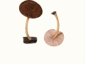 Pluteus atromarginatus (Singer) Kühner , Schwarzschneidiger Dachpilz