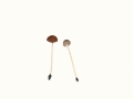 Psathyrella hirta Peck , Mist-Faserling