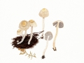 Psathyrella pervelata Kits v. Wav. , Striegeliger Faserling