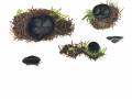 Pseudoplectania nigrella (Pers.: Fr.) Fuck. , Ungestielter Schwarzborstling , Fichtenwald-Schwarzborstling