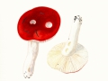 Russula emetica  (Schaeff.) Pers. agg.. , Spei-Täubling , Kirschroter Täubling