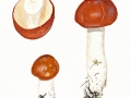 Russula paludosa Britz. , Apfel-Täubling