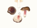 Russula queletii  Fr. , Stachelbeer-Täubling