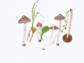Stropharia inuncta (Fr.:Fr.) Quél.  var. inuncta, Purpurgrauer Träuschling