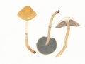 Stropharia squamosa (Pers.: Fr.) Quél. var. squamosa  , Schuppiger Träuschling , Schuppiger Klebkopf