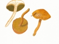 Suillus bovinus (L.: Fr.) Roussel , Kuhpilz
