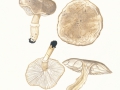 Tricholoma cingulatum (Almfelt) Jacobasch var. cingulatum  , Beringeter Ritterling