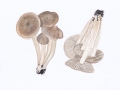 Tricholoma terreum  (Schaeff.) Kumm.  agg. , Gemeiner Erd-Ritterling