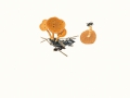Tubaria romagnesiana Arnolds , Geselliger Trompetenschnitzling