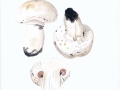 Agaricus bitorquis (Quél.) Sacc. , Stadt-Egerling , Trottoir-Egerling