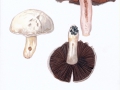 Agaricus campestris L.:Fr. , Wiesen-Egerling