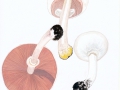 Agaricus xanthoderma Genev. , Veränderlicher Karbolegerling , Karbol-Eegerling