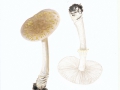 Amanita franchetii (Boud.) Fayod , Rauer Wulstling , Gelbflockiger Wulstling