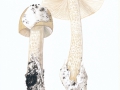 Amanita lividopallescens  (Gill.) Seyot , Ockergrauer Streifling