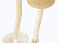 Amanita lividopallescens (Gill.) Seyot , Ockergrauer Wulstling