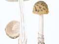 Amanita ceciliae (Berk. & Broome) Bas , Riesen-Streifling