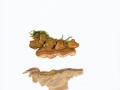 Antrodia serialis  (Fr.) Donk , Reihige Tramete