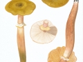 Armillaria mellea  (Vahl.:Fr.) Kumm. , Honiggelber Hallimasch