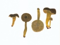 Cantharellus tubaeformis (Bull.:Fr.) Fr. , Trompetenpfifferling , Durchbohrter Leistling