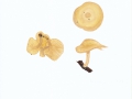 Clitocybe fragrans Sowerby , Langstieliger Duft-Trichterling