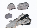 Columnocystis abietinus (Pers.:Fr.) Pouzar , Blaugrauer Fichtenschichtpilz