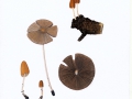 Coprinus auricomus Pat. , Braunhaariger Tintling