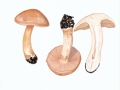 Cortinarius (Tel.) chevassutii Rob. Henry , Marmor-Dickfuß