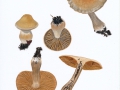 Cortinarius (Tel.) duracinus Fr. , Wurzelnder Wasserkopf