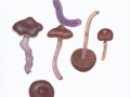 Cortinarius  (Tel.) evernius  (Fr.) Fr. , Rettich-Gürtelfuß NPH