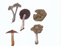 Cortinarius(Tel.)  flexipes  (Pers.:Fr.) Fr. , Duftender GürtelfußNPH