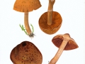 Cortinarius  (Tel.) hinnuleus (Sowerby) Fr. , Erdigriechender Gürtelfuß