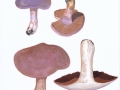 Cortinarius (Phleg.) nemorensis (Fr.) J.E.Lange , Verfärbender SchleimkopfNPH