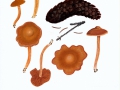 Cortinarius (Tel.) renidens Fr. , Quitten-Wasserkopf NPH