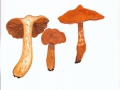 Cortinarius (Lep.) rubellus Cooke , Spitzgebuckelter raukopf ,  NPH