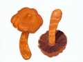 Cortinarius (Lep.) rubellus  Cooke , Spitzgebuckelter Raukopf ,   NPH