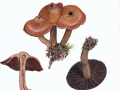 Cortinarius (Tel.) rubricosus   (Fr.) Fr. , Schwärzender Wasserkopf
