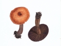 Cortinarius (Tel.) rubricosus (Fr.) Fr. , Schwärzender Wasserkopf
