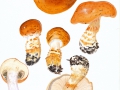 Cortinarius (Phleg.) saginus (Fr.:Fr.) Fr. , Geschmückter Schleimfuß ,  NPH