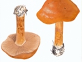Cortinarius (Phleg.) saginus (Fr.:Fr.) Fr. , Geschmückter Schleimfuß ,  NPH