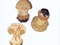 Cortinarius (Phleg.) spec.