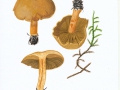 Cortinarius (Phleg.) subtortus (Pers.:Fr.) Fr. , Olivgelber Schleimkopf , Zystiden-Klumpfuß , NPH