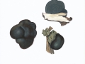 Daldinia concentrica (Bolton:Fr.) Ces. & de Not , Kohliger Kugelpilz