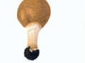 Echinoderma asperum (Pers.:Fr.) Bon , Spitzschuppiger Stachelschirmling