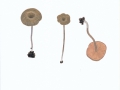 Entoloma carneogriseum (Berk. & Broome) Noordel. , Fleischgrauer Rötling