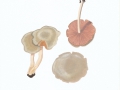 Entoloma rhodopolium (Fr.:Fr.) Kumm. , Niedergedrückter Rötling